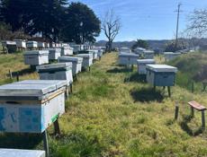 Улья пчелиные 