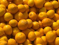 Здравствуйте продаю лимон +79407770273