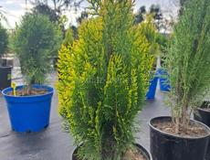 Продавец и помощник по хозяйству