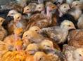 Цыплята 