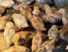 Цыплята 