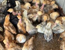 Цыплята 