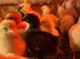 Цыплята 