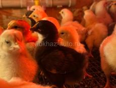 Цыплята 