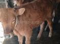 Бычок 7 месяцев 