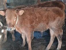 Бычок 7 месяцев 