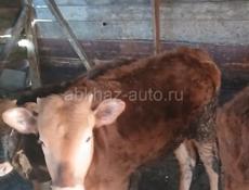 Телёнок 7 месяцев 