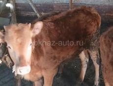 Телёнок 7 месяцев 