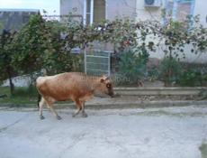 Прадаеться корово