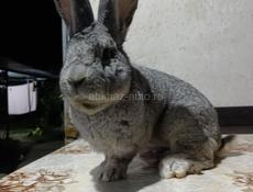 Продам самца Ризен на племя