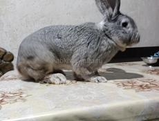 Продам самца Ризен на племя