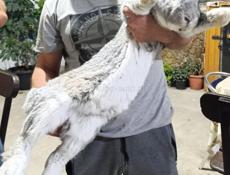 Продам самца Ризен на племя