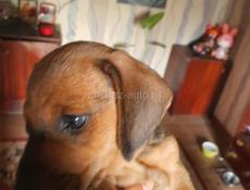 Продаю щенят таксы