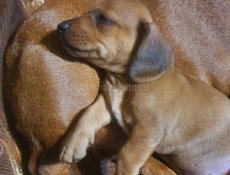 Продаю щенят таксы