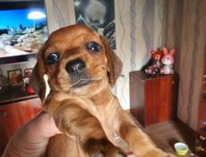 Продаю щенят таксы