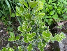 Бересклет ( зеленые кусты)