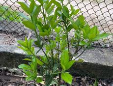 Бересклет ( зеленые кусты)