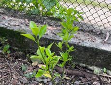 Бересклет ( зеленые кусты)