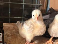 Цыплята 
