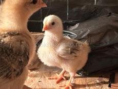 Цыплята 