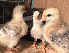 Цыплята 