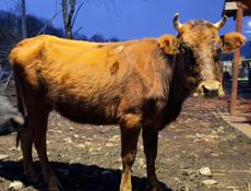 Нетель беременная 