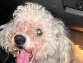 Ищем хозяина 