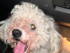 Ищем хозяина 