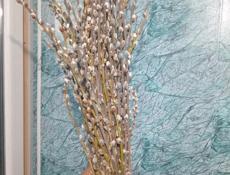 Верба краснотал и серебристая 