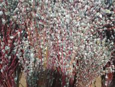 Верба краснотал и серебристая 