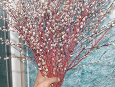 Верба краснотал и серебристая 