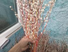 Верба краснотал и серебристая 