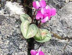 Сниму торговую точку на сезон