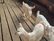 Продам 2х месячного козлика