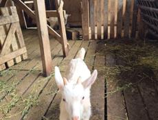 Продам 2х месячного козлика