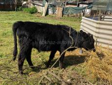 Годичны бычок 