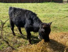 Бычок годичны 