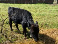 Бычок годичны 