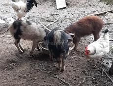 поросято 3000т свина матка 30000 т 65 70кг