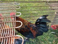 Продаю молодых петушков