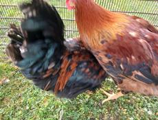 Продаю домашних молодых петушков