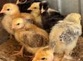 Цыплята 