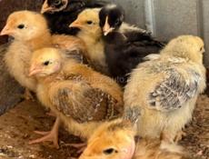 Цыплята 