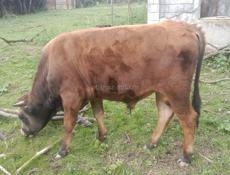 Продается бычок 