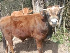 Продается бычок 