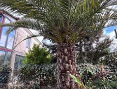 Пальма финиковая