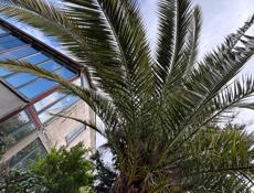 Пальма финиковая