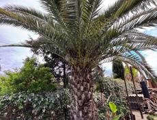 Пальма финиковая