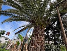 Пальма финиковая