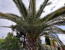 Пальма финиковая